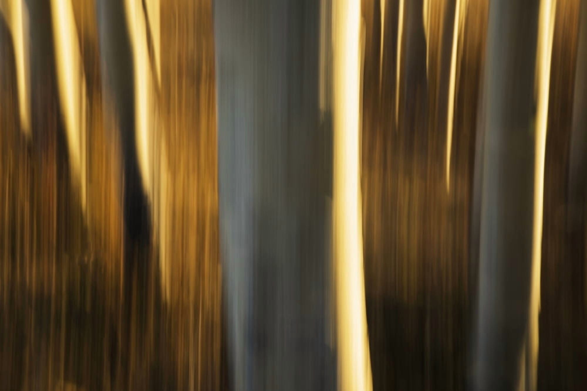 Artistic view of aspen trees using a vertical panning technique Carcross Yukon Canada Canvas Art - Robert Postma Design Pics (19 x 12)