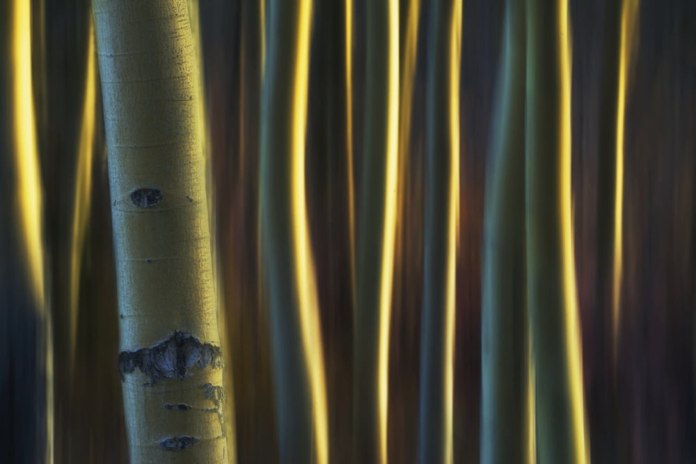 Artistic view of aspen trees using a vertical panning technique Carcross Yukon Canada Canvas Art - Robert Postma Design Pics (19 x 12)