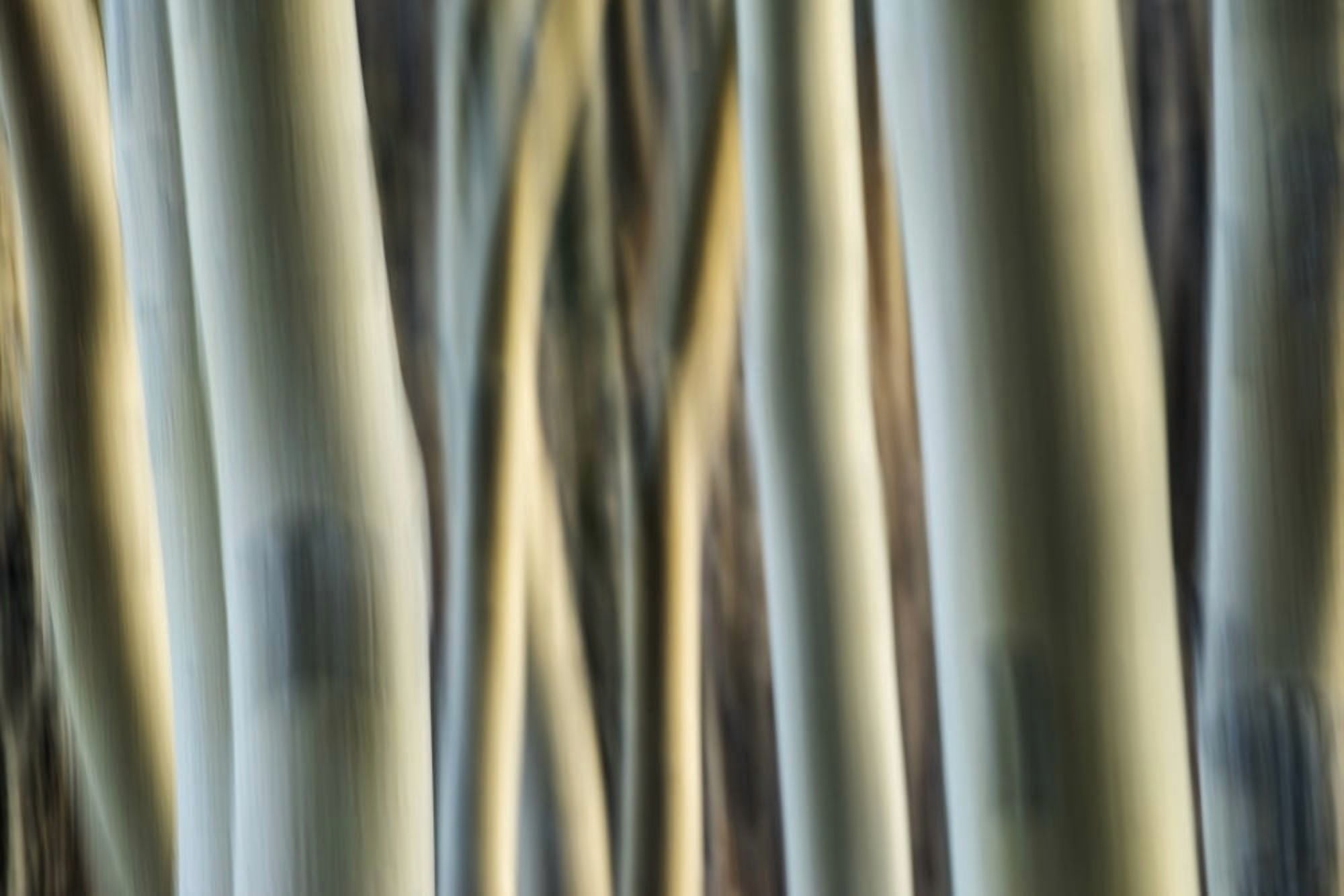 Artistic view of aspen trees using a vertical panning technique Carcross Yukon Canada Canvas Art - Robert Postma Design Pics (19 x 12)