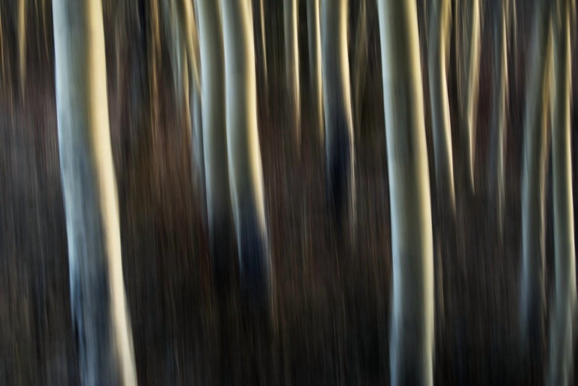 Artistic view of aspen trees using a vertical panning technique Carcross Yukon Canada Canvas Art - Robert Postma Design Pics (38 x 24)