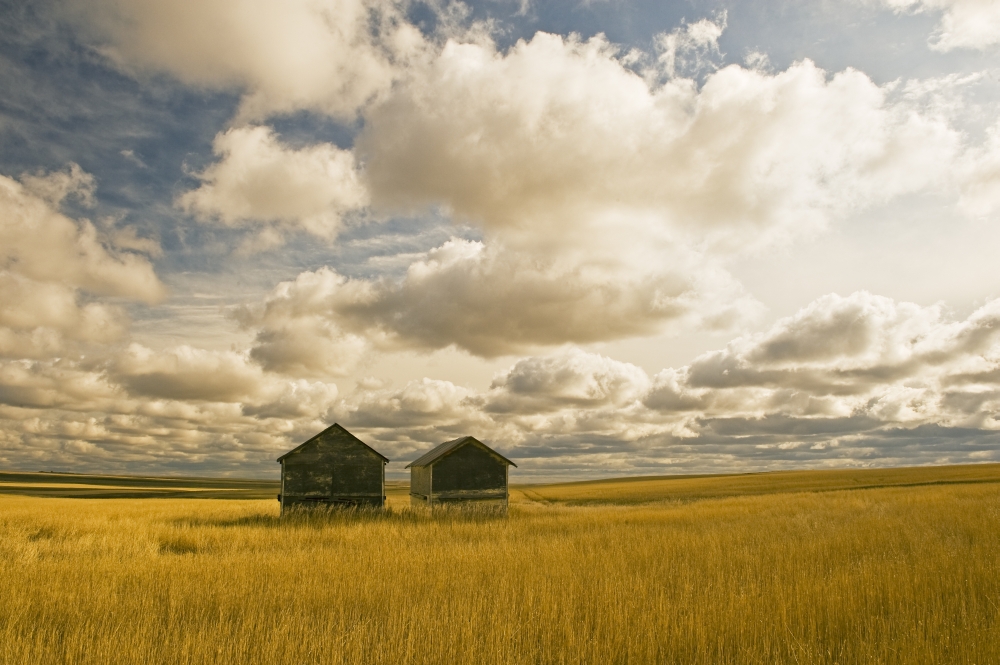 Artists Choice Abandoned Grain Bins With Hail Damaged Wheat Stubble Near Ponteix Saskatchewan Canvas Art - Dave Reede Design Pics (17 x 11)