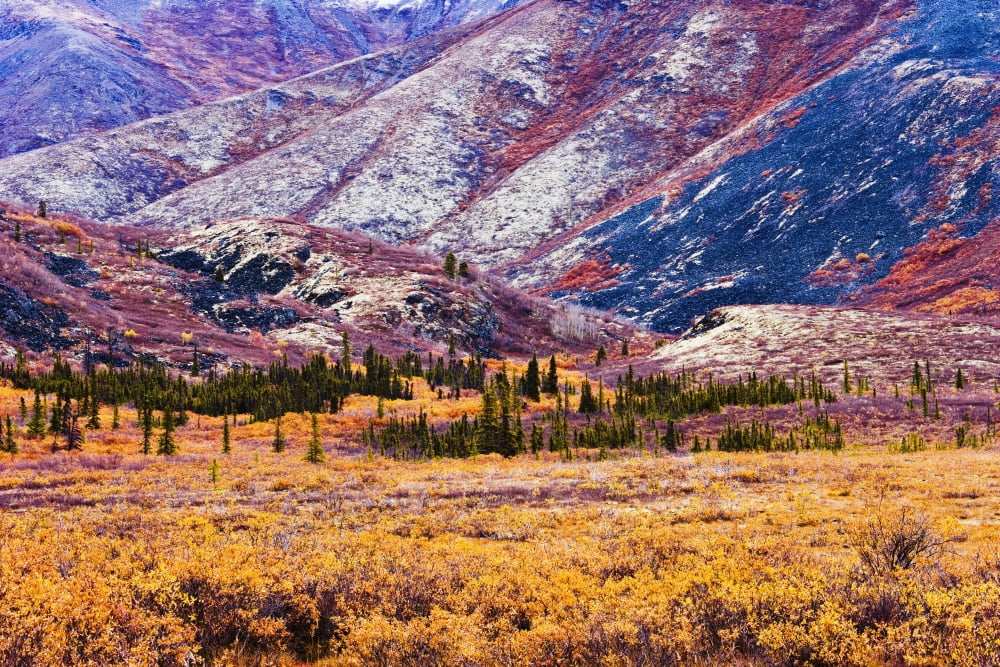Artists Choice Fall Colours In Ogilvie Mountains Along Dempster Highway Tombstone Territorial Park Yukon Canvas Art - Yves Marcoux Design Pics (34 x 22)