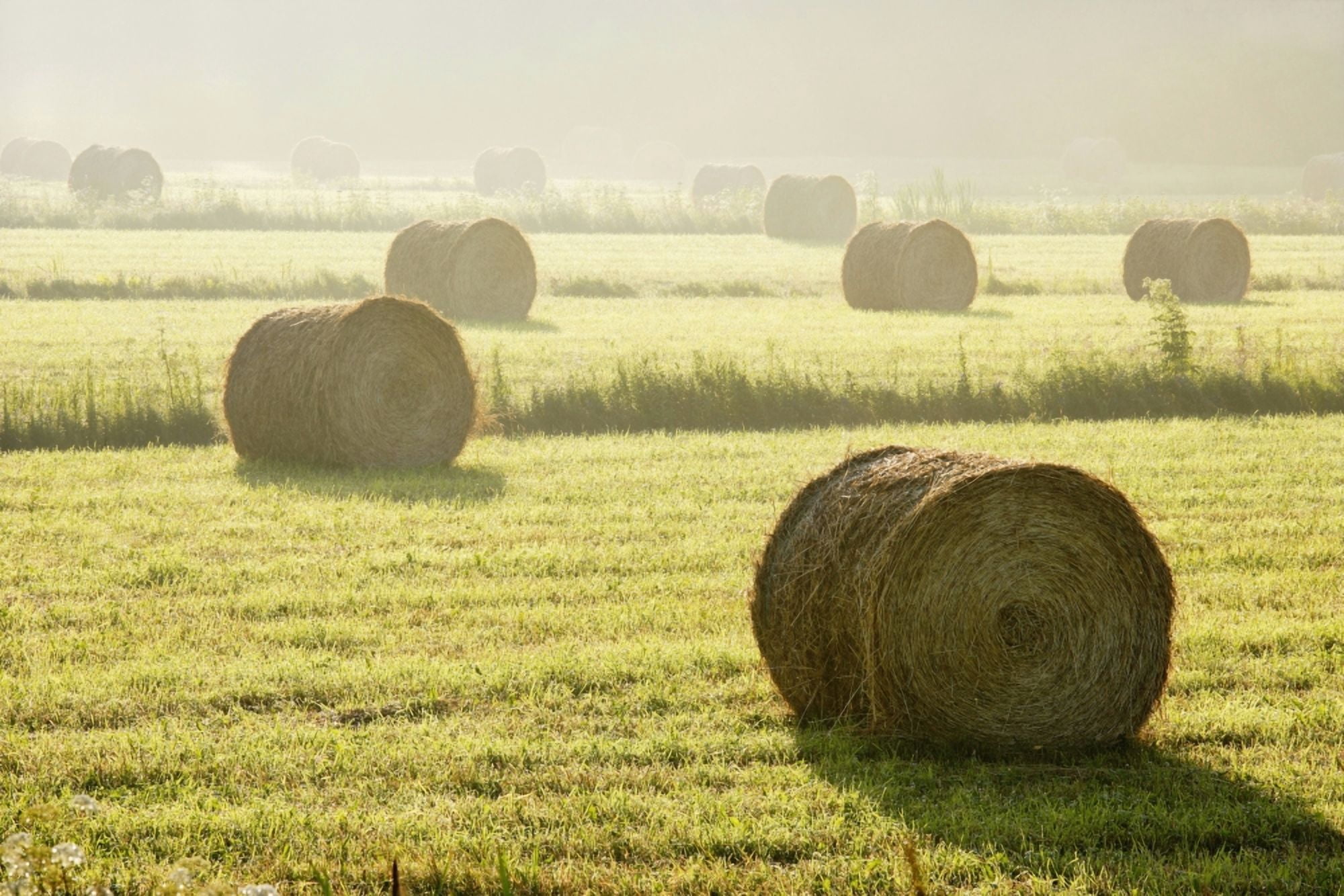 Artists Choice Hay Bales In Mist At Sunrise Bas-Saint-Laurent Region Saint-Andre-De-Kamouraska Quebec Canvas Art - Yves Marcoux Design Pics (34 x 22)