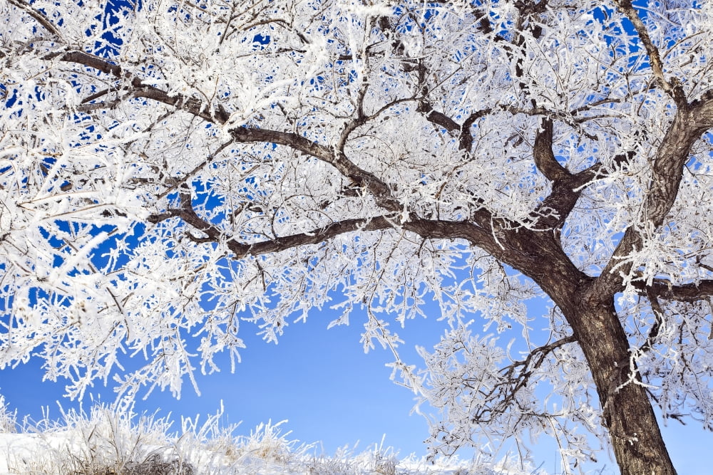 Artists Choice Hoar Frost Covering Tree On Clear Winter Morning Winnipeg Manitoba Canvas Art - Ken Gillespie Design Pics (34 x 22)