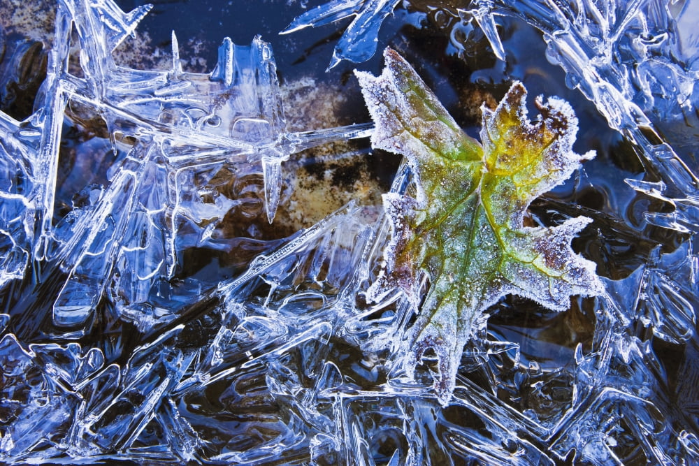 Artists Choice Ice And Frost On LeavesYoho National Park British Columbia Canvas Art - Yves Marcoux Design Pics (34 x 22)