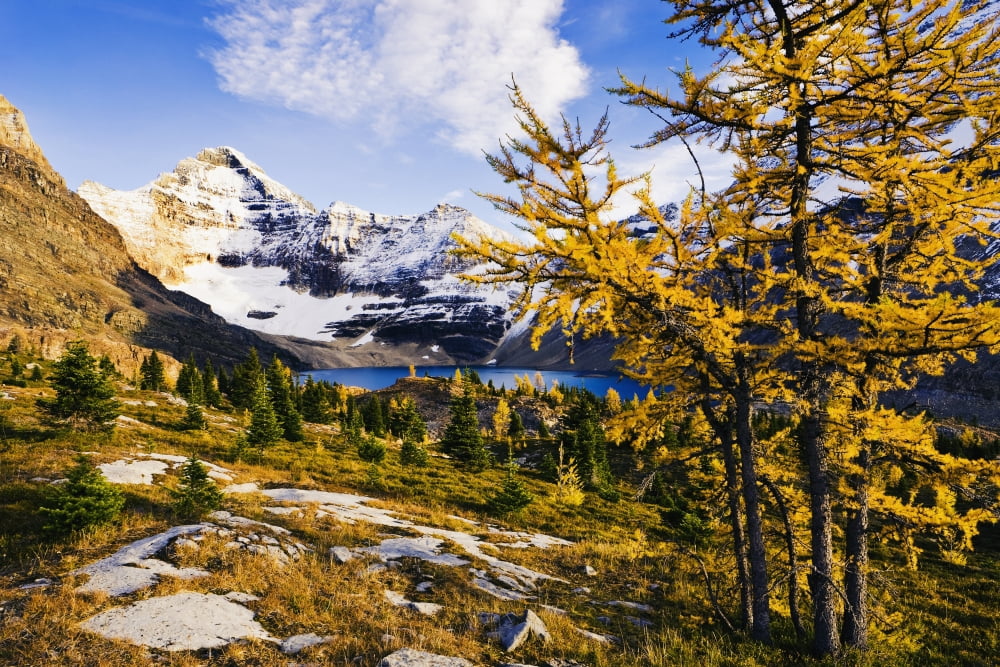 Artists Choice Larch Trees Lake Mcarthur And Mount Biddle Yoho National Park British Columbia Canvas Art - Yves Marcoux  Design Pics (17 x 11)