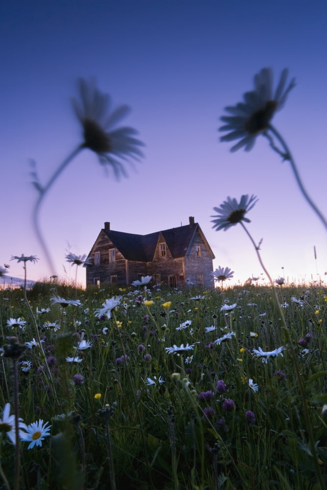 Artists Choice Oxeye Daisies And Abandoned House At Dusk Perce Gaspesie Quebec Canvas Art - Yves Marcoux  Design Pics (22 x 34)