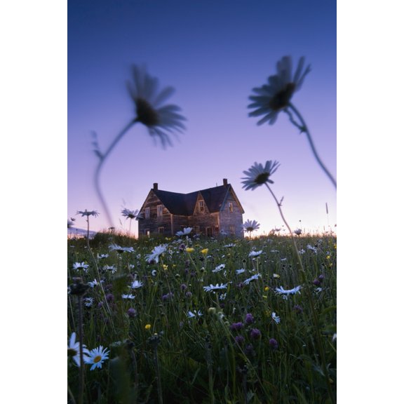 Artists Choice Oxeye Daisies And Abandoned House At Dusk Perce Gaspesie Quebec Canvas Art - Yves Marcoux Design Pics (22 x 34)