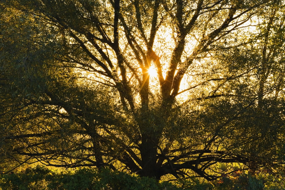 Artists Choice Willow Tree At Sunset Parc National Des Iles-De-Boucherville Monteregie Region Quebec Canvas Art - Yves Marcoux Design Pics (17 x 11)