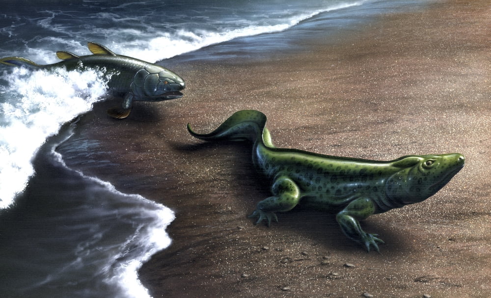 Artists concept depicting the evolution of a lobe-finned fish to an amphibian Canvas Art - Jerry LoFaroStocktrek Images (36 x 22)