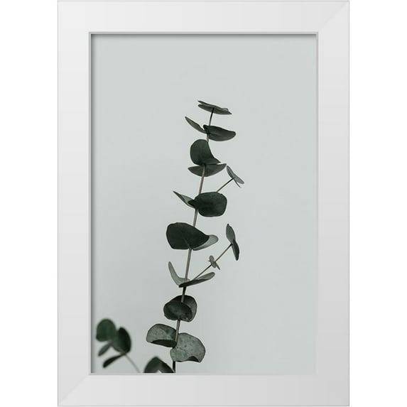 Artographie Studio 11x14 White Modern Wood Framed Museum Art Print Titled - Eucalyptus Natural 10