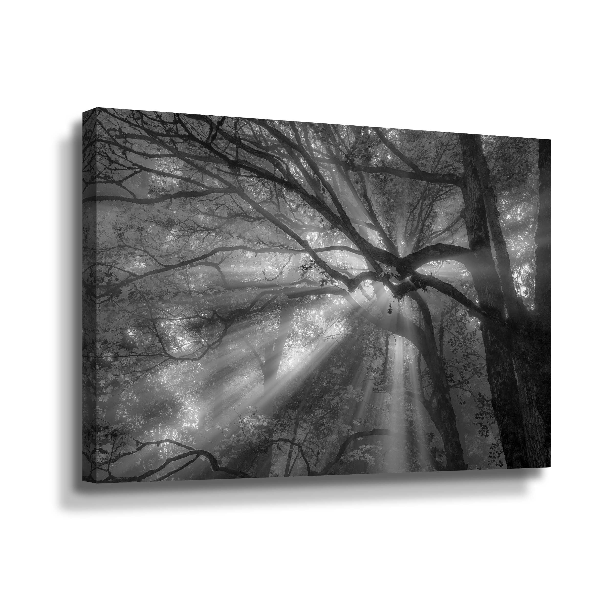 Artwall Forest Fog, Gallery Wrapped Canvas by Tim Oldford
