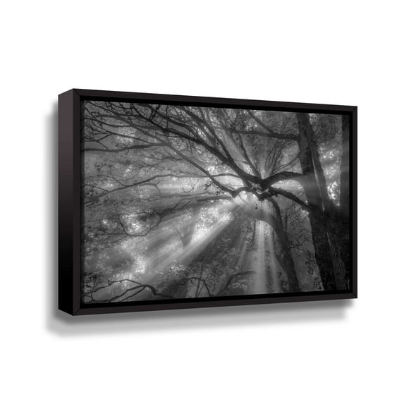 Artwall Forest Fog, Gallery Wrapped Floater-framed Canvas by Tim Oldford