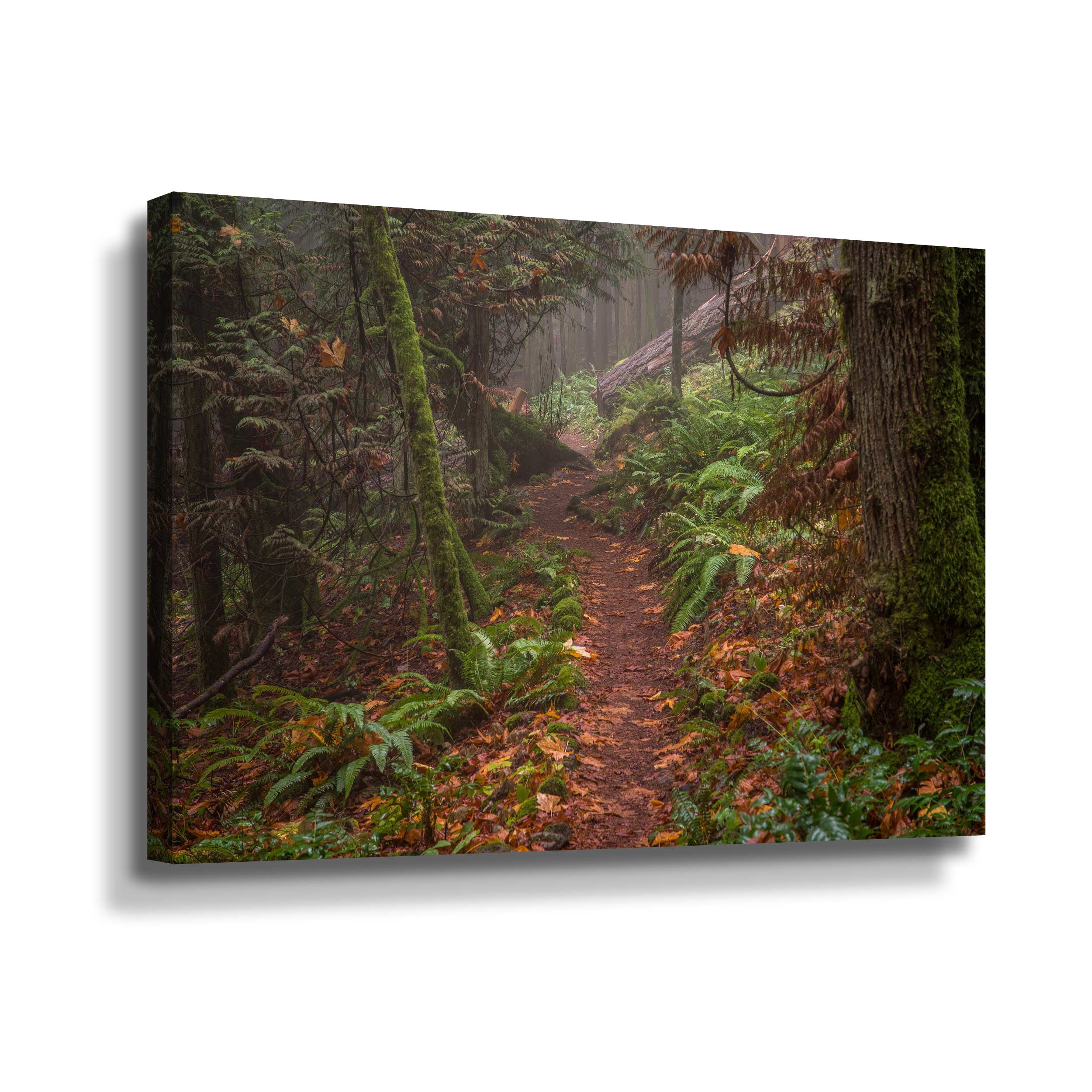 Artwall Forest Stroll, Gallery Wrapped Canvas by Tim Oldford