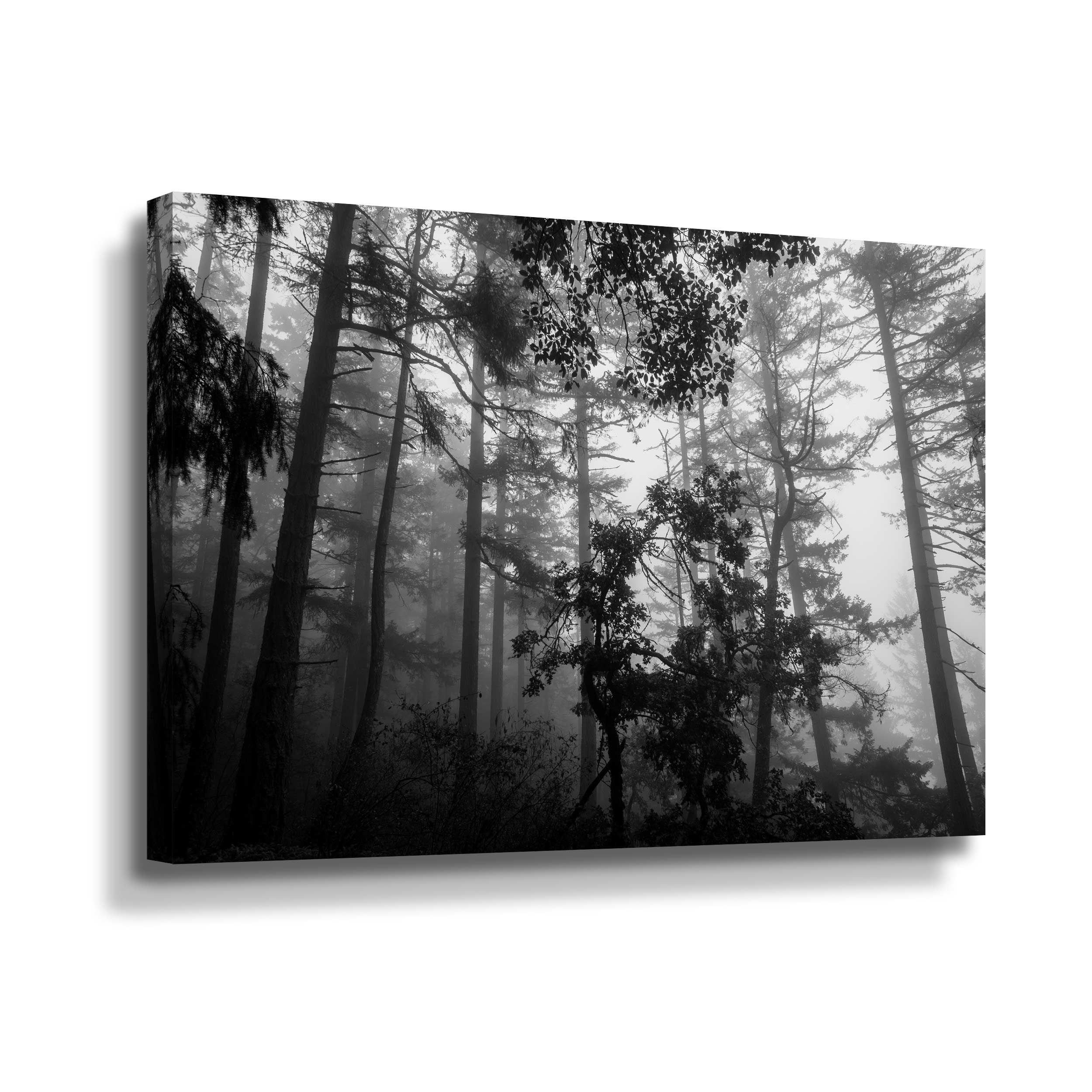 Artwall Misty Forest, Gallery Wrapped Canvas by Tim Oldford