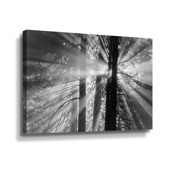 Artwall Rays, Gallery Wrapped Canvas by Tim Oldford