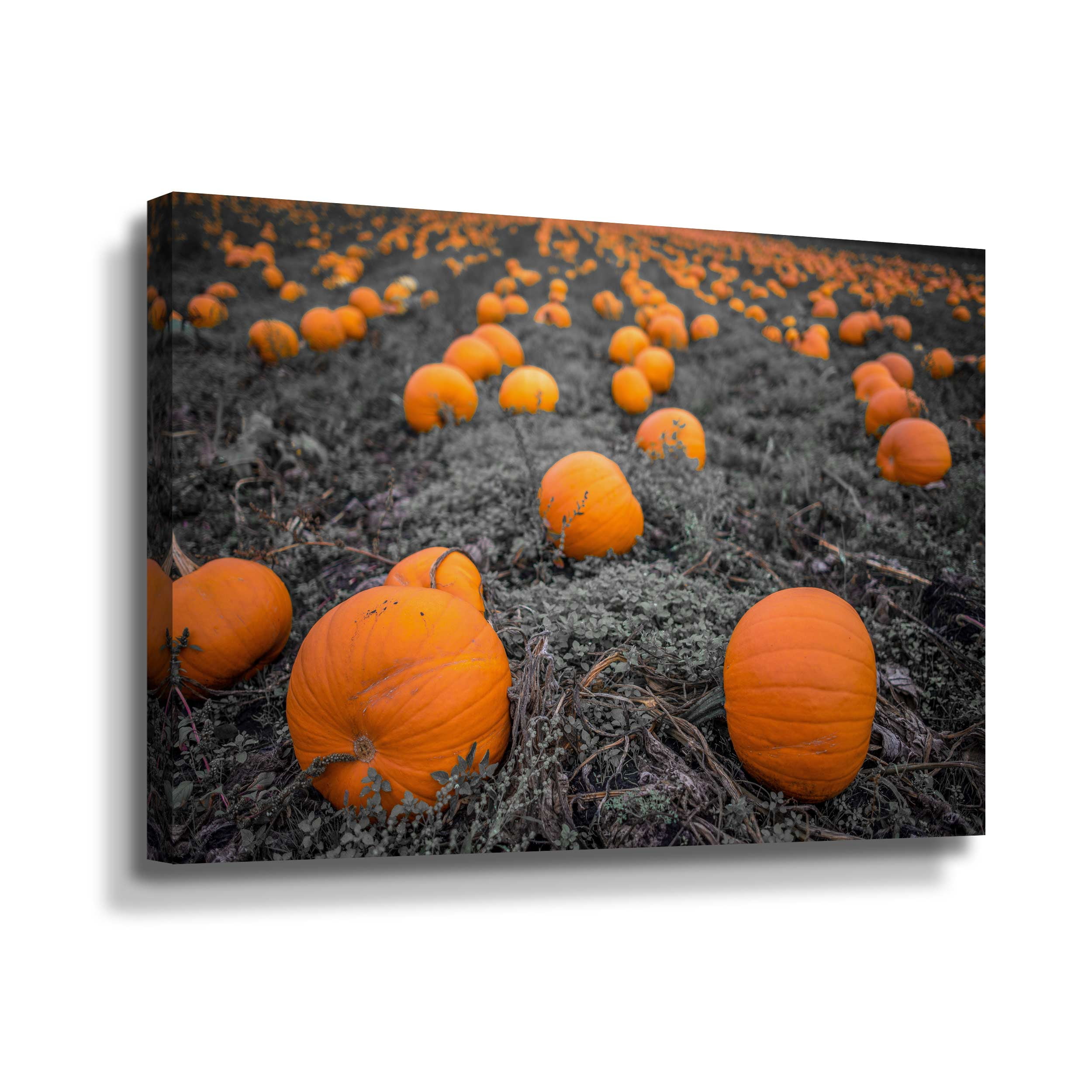 Artwall Sea of Pumpkins, Gallery Wrapped Canvas by Tim Oldford