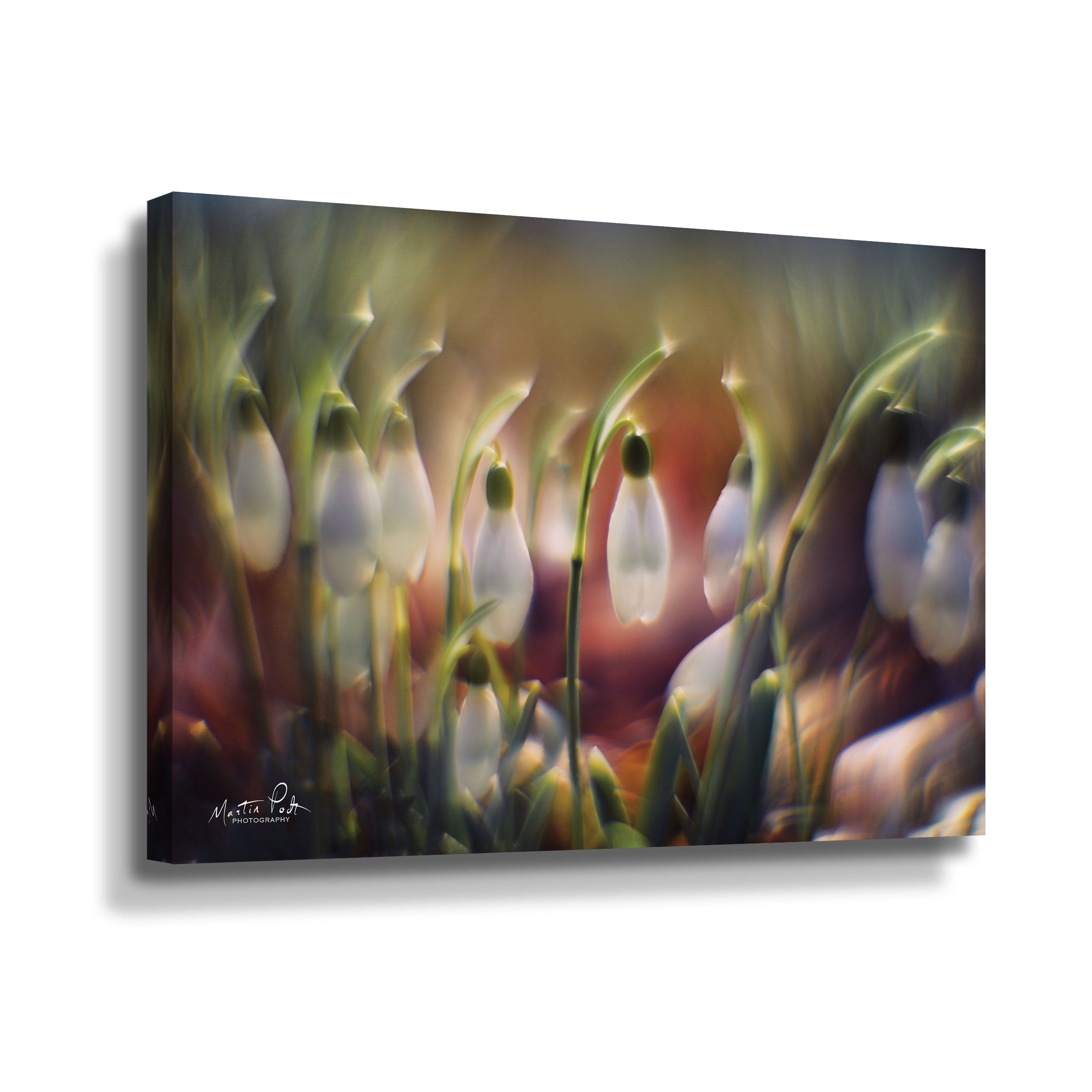 Artwall Snowdrops, Gallery Wrapped Canvas by Martin Podt