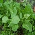 thumbnail image 1 of Arugula Italian Cress Rocket Great Heirloom Vegetable 500 Seeds, 1 of 1