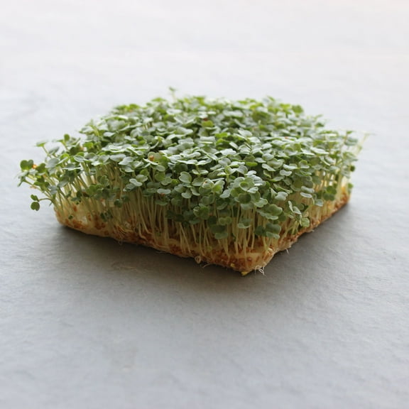 Arugula Microgreen Seed 4 Oz ~56,800 Seeds – Eruca sativa – 6-8 Days to Maturity – Peppery & Nutty Flavor – Non-GMO, Open Pollinated – Indoor & Year-Round Growing