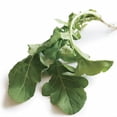 thumbnail image 1 of Arugula Plant (Eruca vesicaria) - Live Arugula Plant in 2.5 inch Pot - Grow your own salad greens!, 1 of 1