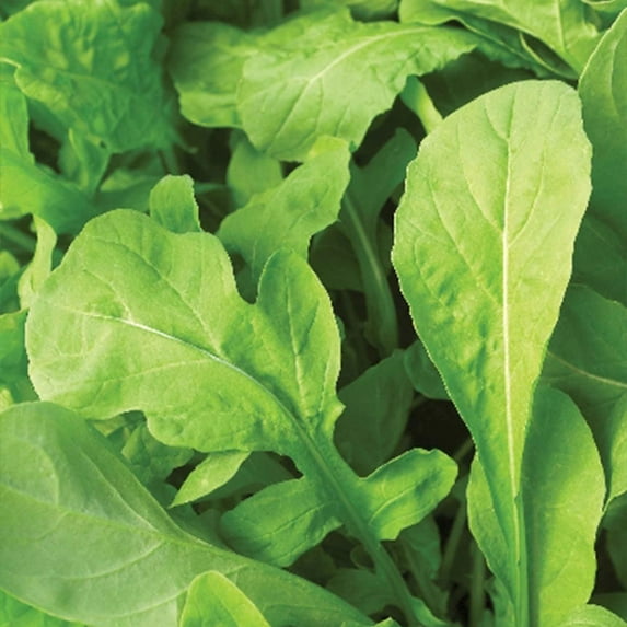 Arugula Seeds - Astro - 1 Lb ~227200 Seeds - Non-GMO, Heirloom - Microgreens & Herb Gardening