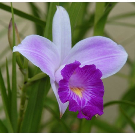 Arundina Graminifolia Bamboo Live Orchid 2" Plant Bulb (1 Count) Partial Sun, Perennial