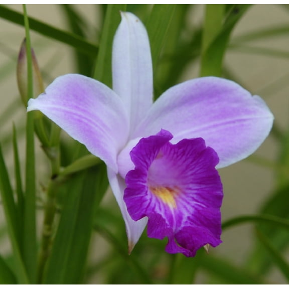 Arundina Graminifolia Bamboo Live Orchid 2" Plant Bulb (1 Count) Partial Sun, Perennial