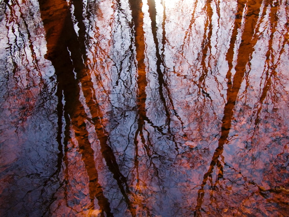 As Above So Below Massachusetts Seekonk Caratunk Wildlife Refuge Tree Reflections On Water Canvas Art - Joanne Baldaia Design Pics (32 x 24)