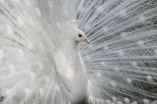 As White As Snow Canvas Art - Victoria Ivanova (12 x 18)