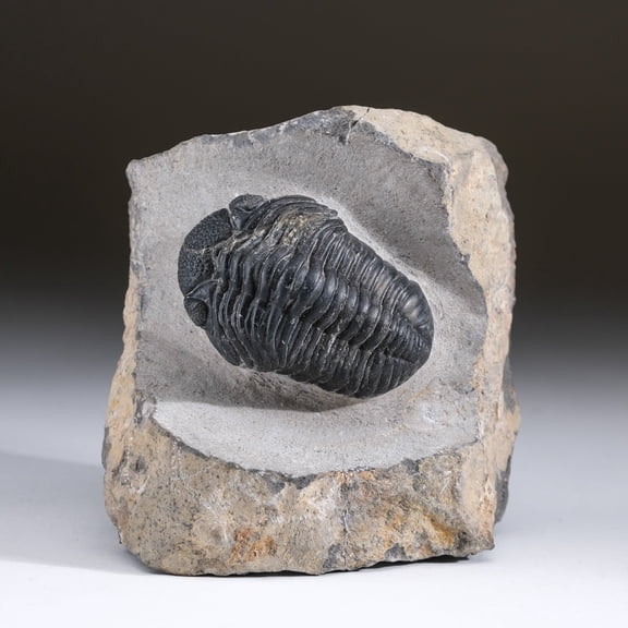 Asaphus intermedius Trilobite on Matrix from Morocco (1.7 lbs)