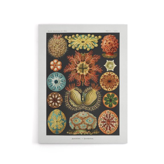 Ascidiae Colourful Marine Life Haeckel Botanical Canvas Wall Art 12X16"