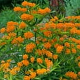 thumbnail image 1 of Asclepias - Butterfly Milkweed Flower Garden Seeds - 4 Oz ~16,000 Seeds - Perennial Gardening - AKA: Orange Milkweed, Fluxroot, Windroot, Chieger Flower, 1 of 2