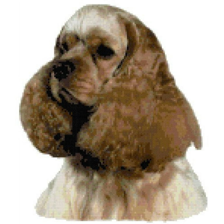 Ascob cocker sale spaniel