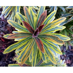 Ascot Rainbow Spurge - Euphorbia -Loves the Sun or Shade - Quart Pot