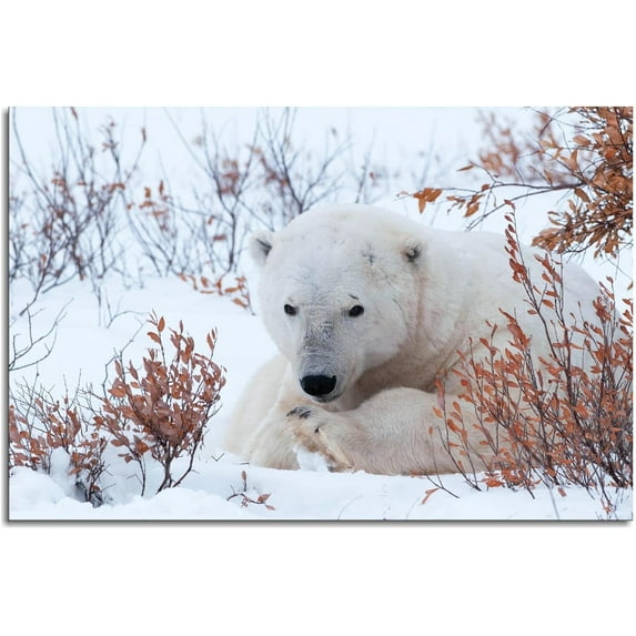 Asdg12s-Polar Bear Canvas Prints Pictures Wall Art Living Room Bedroom Kids Room Decor Animal Photography Photo Poster Painting Printing Unframed36 x24