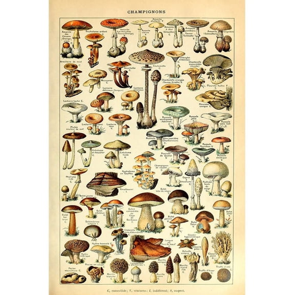 Asdg12s Vintage Poster Print Mushrooms Champignons Identification Reference Chart Diagram Illustration Botanical Educational Wall Decor