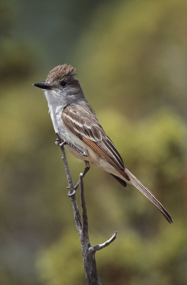 Ash-Throated Flycatcher Perched On Twig Canvas Art - David Ponton Design Pics (12 x 19)