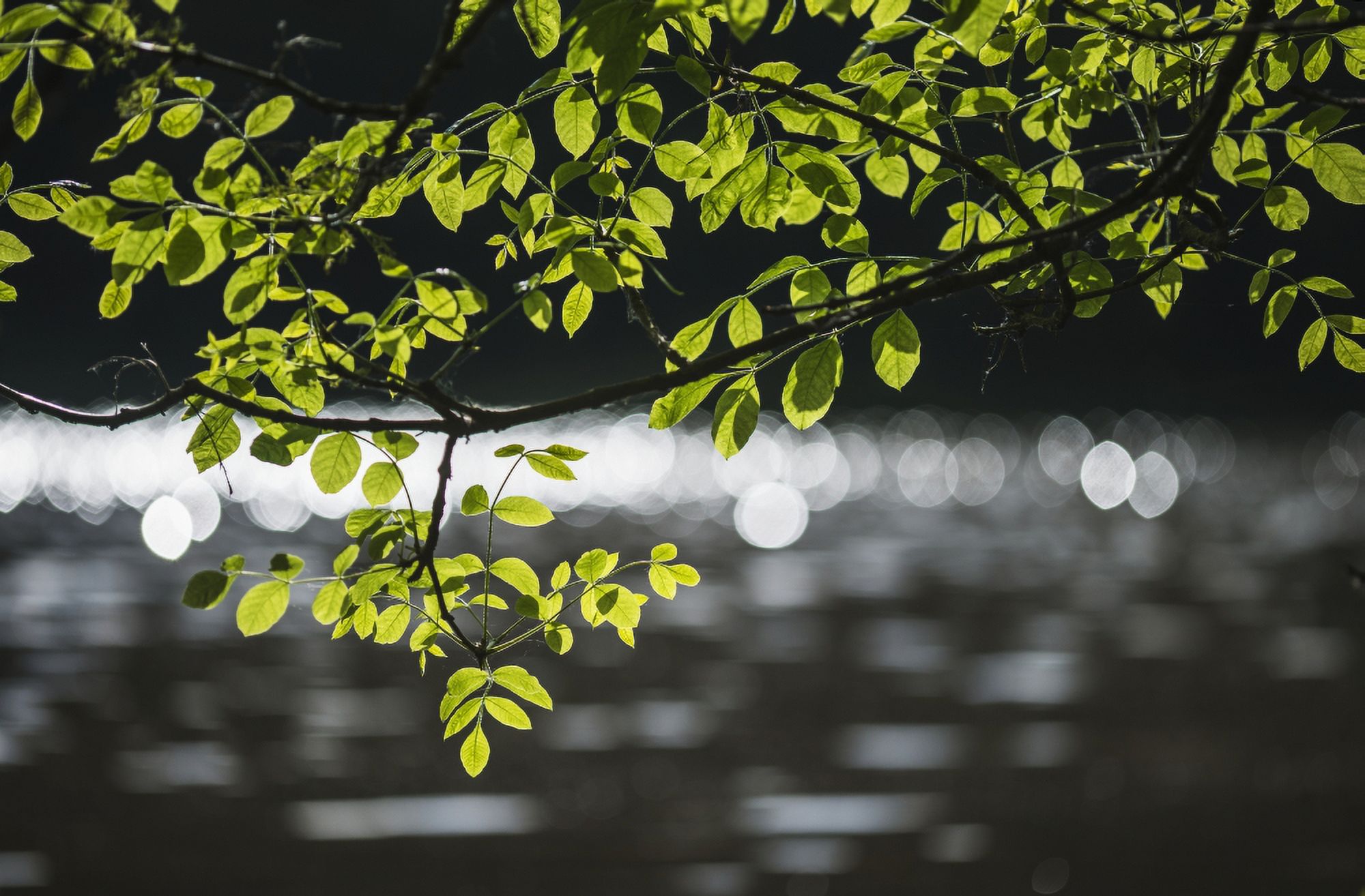 Ash tree growing near water; Ridgefield, Washington, United States of