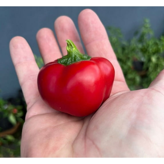 Ashe County Pimento Sweet Heirloom Smoky Mountain Pepper Premium Seed Packet