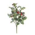 thumbnail image 1 of Ashland Christmas Bush, 1 of 3