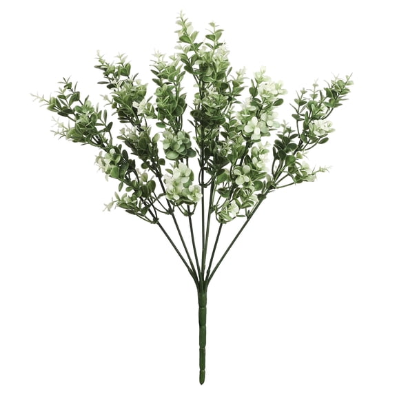 Ashland Cream Boxwood Bush, 19" , 8 Pack