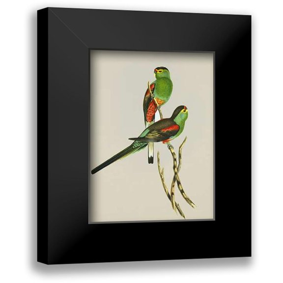 Ashley, Aaron 11x14 Black Modern Framed Museum Art Print Titled - Psephotus Pulcherrimus