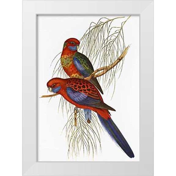 Ashley, Aaron 11x14 White Modern Wood Framed Museum Art Print Titled - Platycercus Pennantii