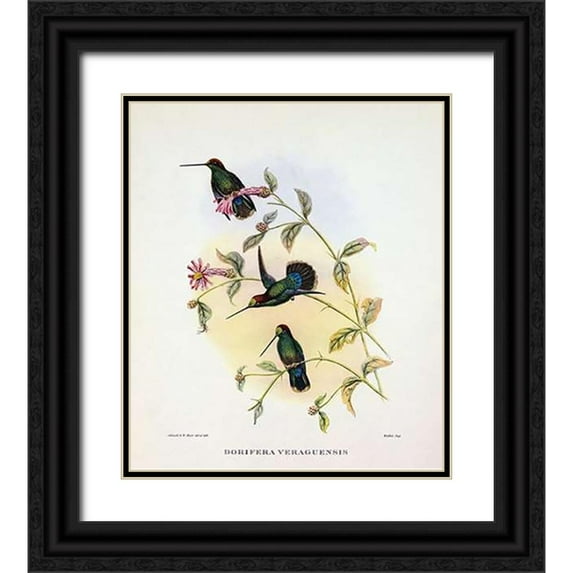 Ashley, Aaron 12x13 Black Ornate Wood Framed with Double Matting Museum Art Print Titled - Dorifera Veraguensis