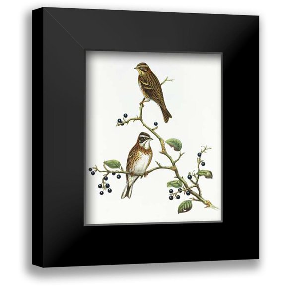 Ashley, Aaron 12x14 Black Modern Framed Museum Art Print Titled - Emberiza Rustica
