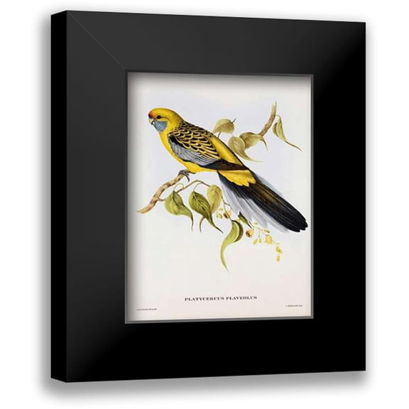 Ashley, Aaron 12x14 Black Modern Framed Museum Art Print Titled - Platycercus Derbianus