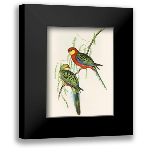 Ashley, Aaron 12x14 Black Modern Framed Museum Art Print Titled - Platycercus Icterotis
