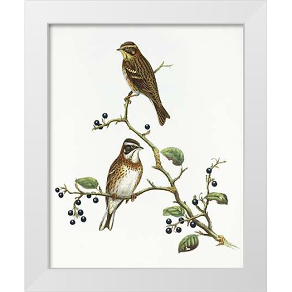 Ashley, Aaron 12x14 White Modern Wood Framed Museum Art Print Titled - Emberiza Rustica