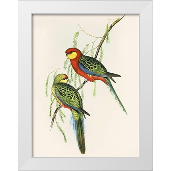 Ashley, Aaron 12x14 White Modern Wood Framed Museum Art Print Titled - Platycercus Icterotis